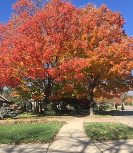 赴美就医 上海患者美国看病行
