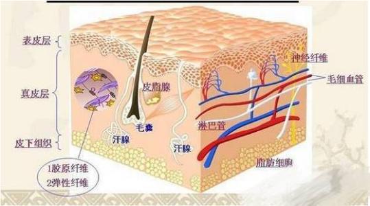出国就医：肿瘤多数发生在上皮细胞