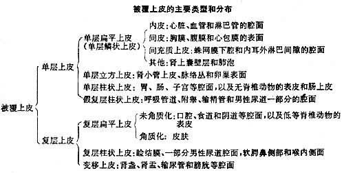 出国就医：肿瘤多数发生在上皮细胞