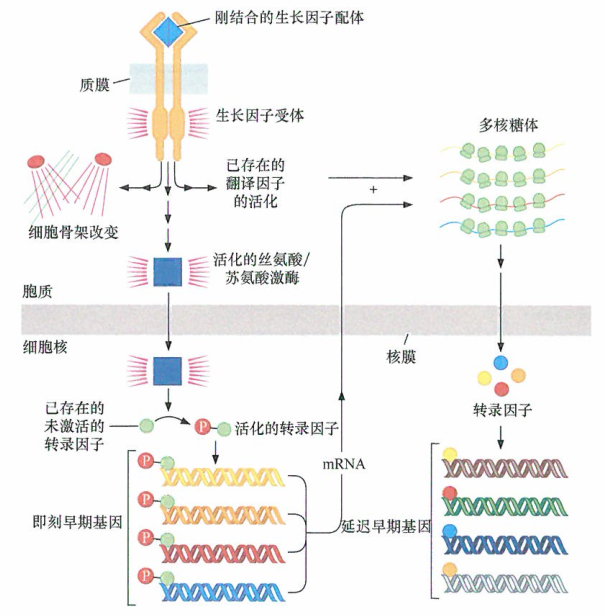 出国看病：癌细胞可以追溯为生长因子激活后的反应