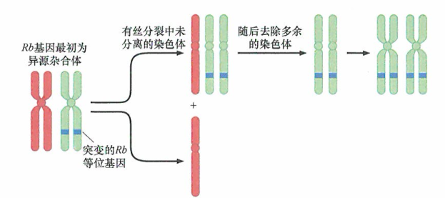 美国看病：肿瘤细胞中，染色体不分离与杂合性缺失
