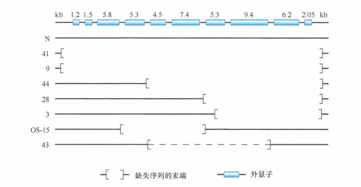 出国看病：携带缺陷基因在青春期容易罹患骨肉瘤