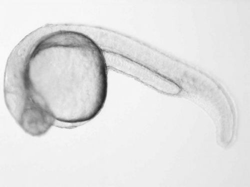 美国看病：探索癌症基因的“沉默”机制