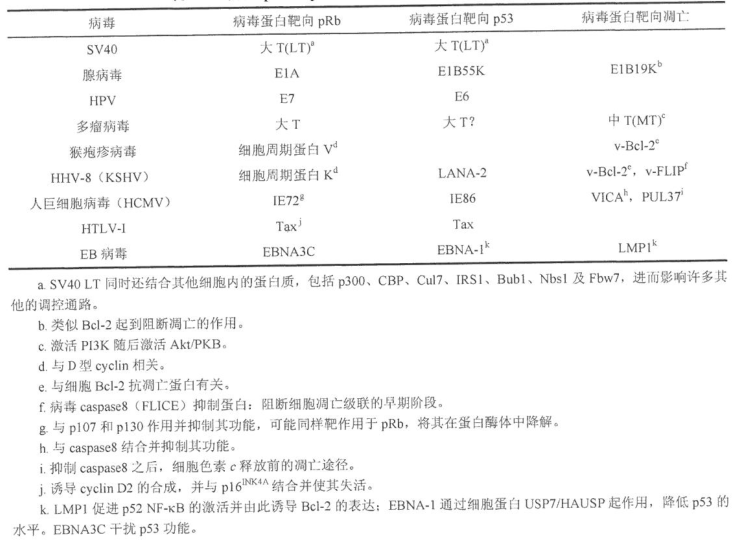 SV40大T蛋白能扰乱癌蛋白pRb与p53结合或者使其失活