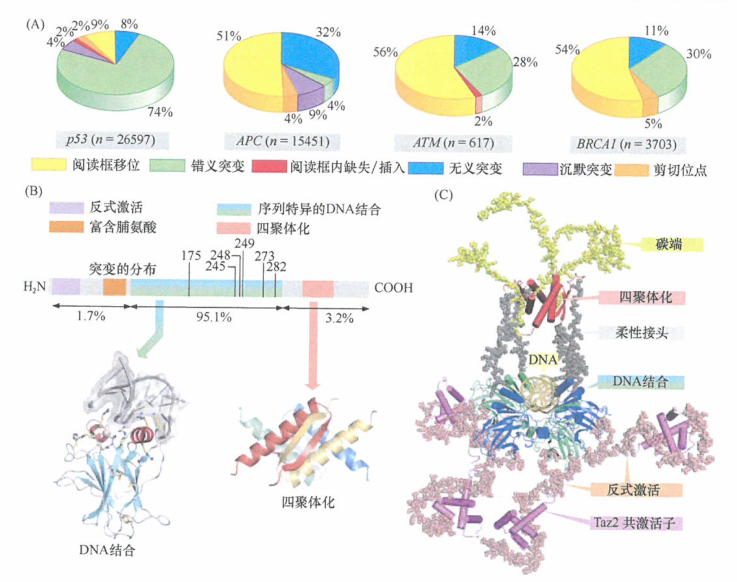 解决突变的p53蛋白如何促进肿瘤细胞形成的难题