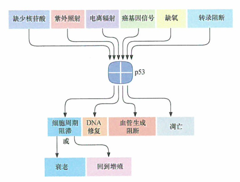 许多细胞生理学应激可以导致p53 水平的快速上调