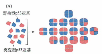 p53具有抑制细胞生长和促进细胞凋亡的功能