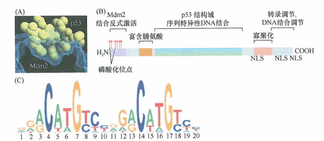 p53作为一个转录因子来阻挡DNA损伤后细胞周期的进程及参与修复过程