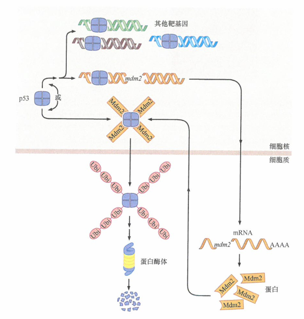 DNA损伤及失调的生长信号导致p53稳定