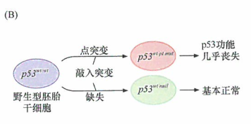 p53作为显性负等位基因的结构和机制