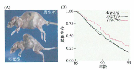 正常细胞需要避免p53过度的活化