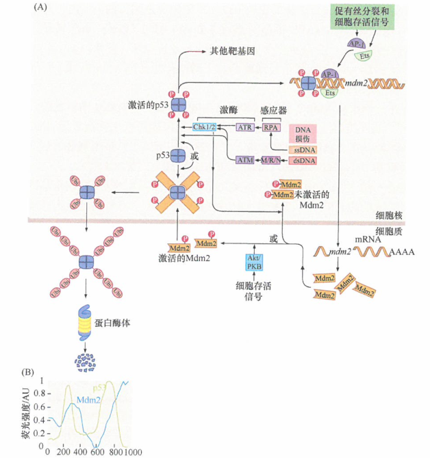磷酸化激活的Mdm2效应,能导致了p53蛋白水平的降低