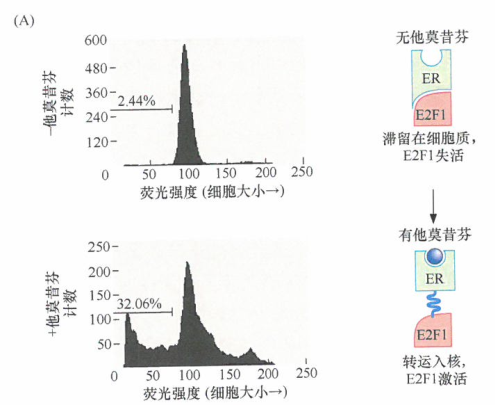 ARF和p53介导的凋亡通过监控胞内信号来预防肿瘤