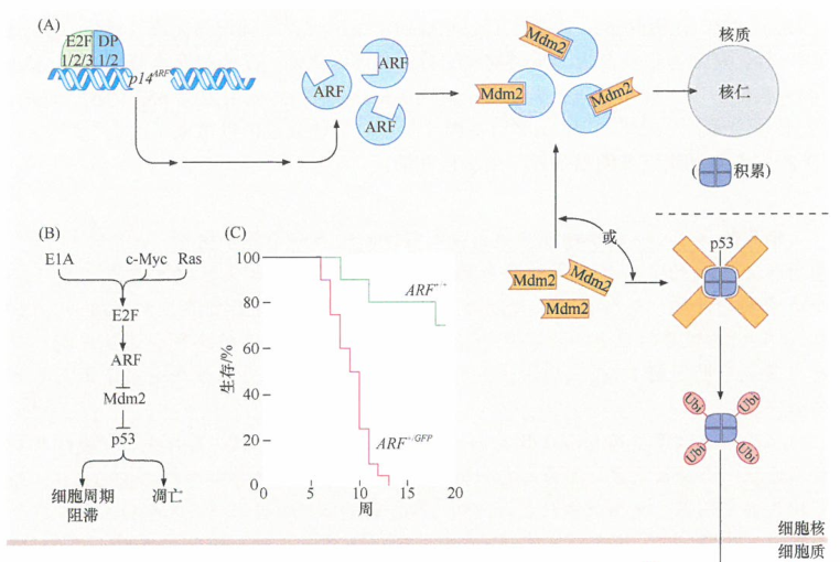ARF能导致p53水平的增加，控制p53的凋亡