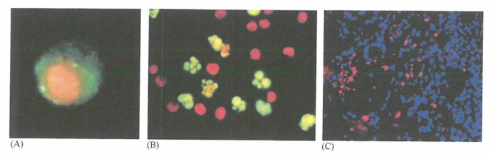 p53抑制了抗凋亡蛋白的表达