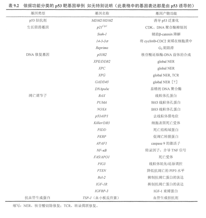 p53蛋白诱导p21apl的合成，p21apl将阻止细胞增殖
