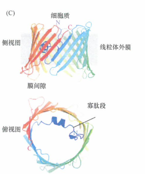 blc-2转基因的淋巴细胞的研究