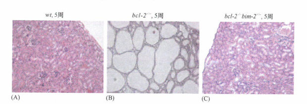 线粒体膜通道决定细胞的生存或死亡