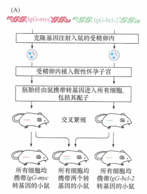 blc-2基因的致瘤性就是因为染色体的相互易位