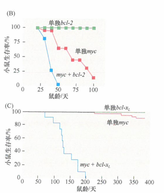 blc-2基因的致瘤性就是因为染色体的相互易位