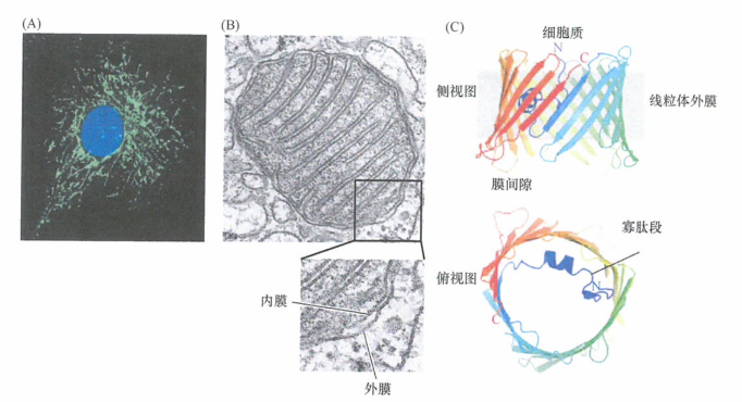 细胞色素c联合其他的蛋白质引起导致细胞凋亡
