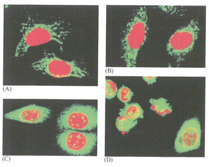 细胞色素c从线粒体中释放入细胞质