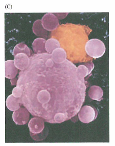 死亡受休的配体常被T淋巴细胞（CTL)利用来杀死癌细胞的研究