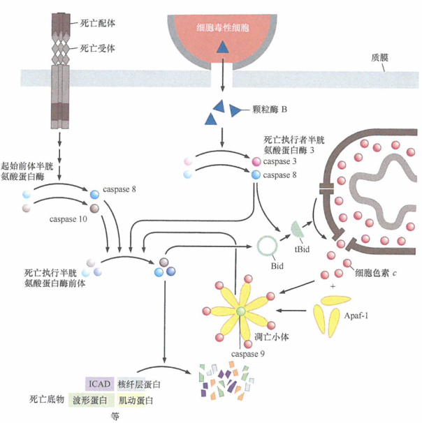 癌生物学p53释放的凋亡刺激信号