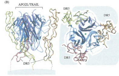 死亡受休的配体常被T淋巴细胞（CTL)利用来杀死癌细胞的研究