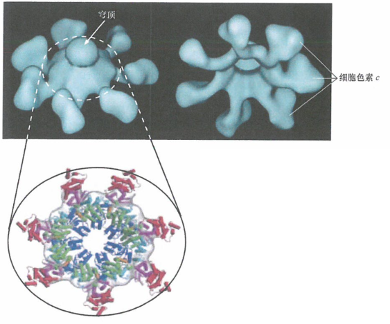 癌细胞的细胞凋亡时的凋亡小体激酶级联放大反应