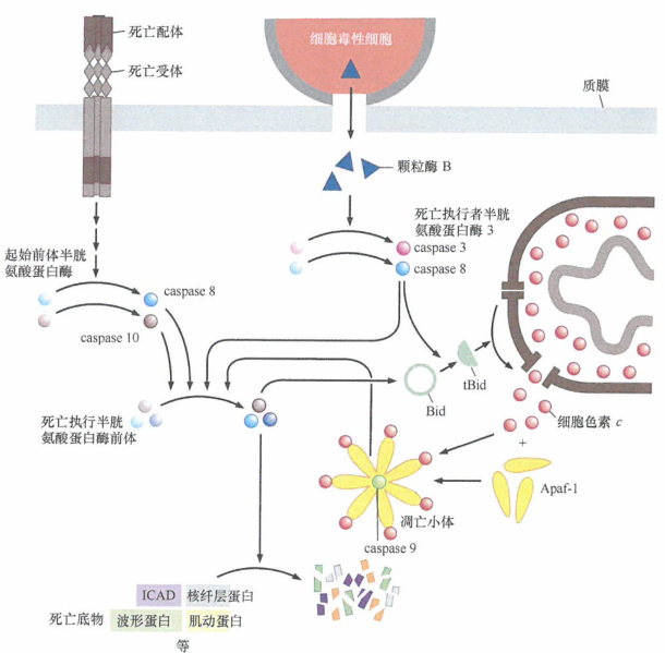 D​NA肿瘤病毒HTLV-1逆转录病毒给许多宿主细胞失活制造障碍