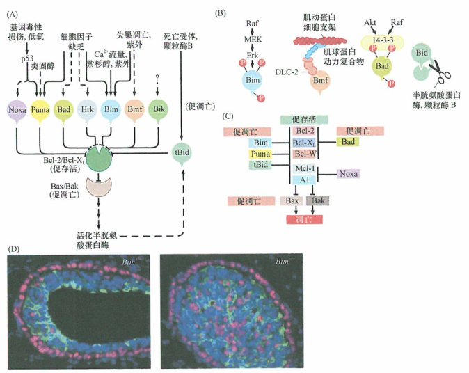 Bim在控制乳腺的发展中起到了关键性的作用