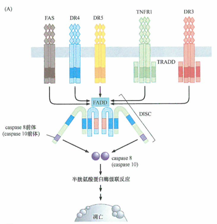 死亡受休的配体常被T淋巴细胞（CTL)利用来杀死癌细胞的研究