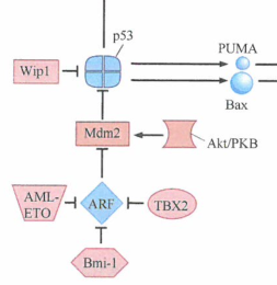 癌细胞抗凋亡的战略机制和人类肿瘤细胞中p53的转录激活功能
