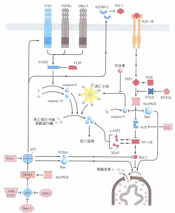 坏死和自噬：肿瘤发展过程中的另外两个岔口