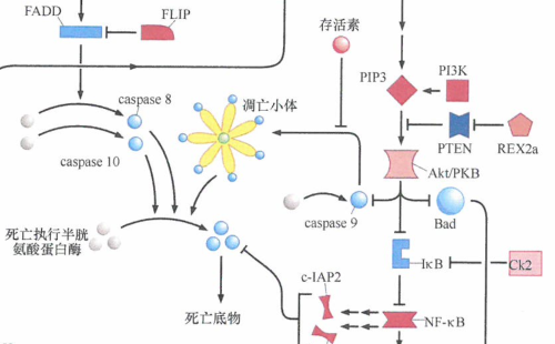 从白血病到结肠癌，都有一个机制保护自己免于凋亡
