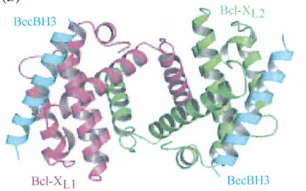 自嗤和其他形式的细胞死亡的结构图