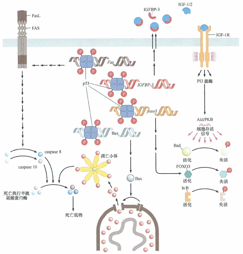 癌症的发展将人们的目光吸引到饮食与癌症的联系上