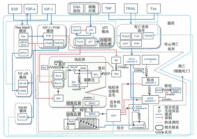 癌细胞对细胞死亡的信号的抵抗性修饰的凋亡线路板研究