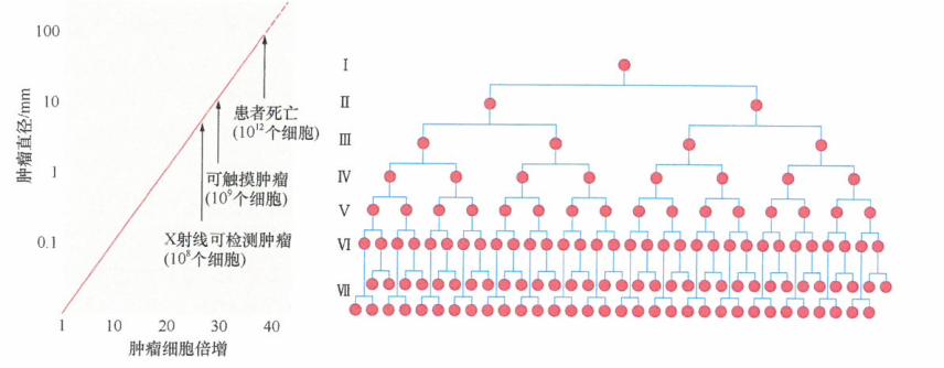 癌细胞永生化是肿瘤形成的先决条件