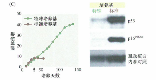 海外医疗 肿瘤体外培养可诱导CDK抑制​分子的表达