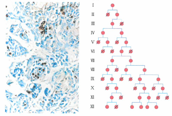 癌细胞生理应激限制细胞增殖能力