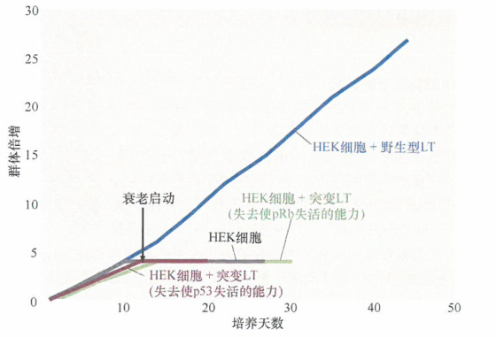大T抗原（LT)在抗衰老中的作用对人类各种细胞的研究显示