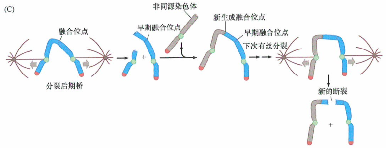 海外医疗 胰腺癌细胞端粒拥有复杂的分子结构
