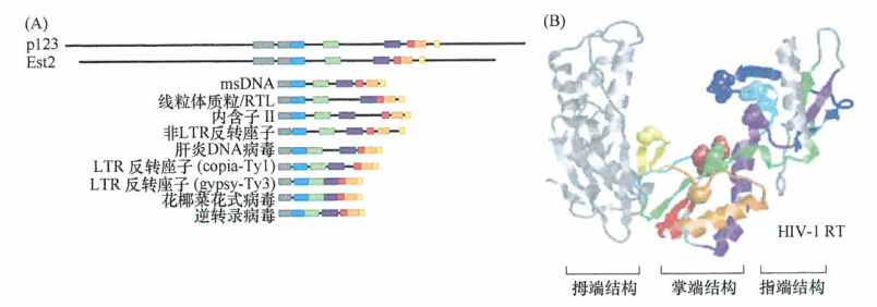 端粒酶的催化亚单位的氨基酸序列