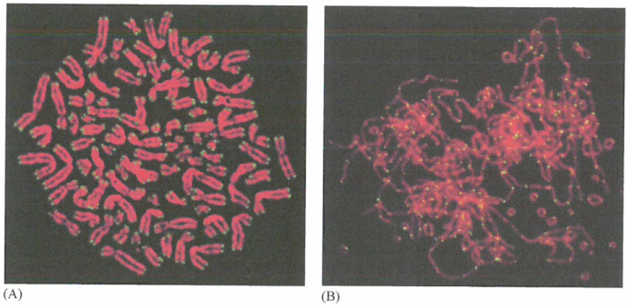 细胞染色体丧失功能性端粒时，将触发灾难性细胞危象事件