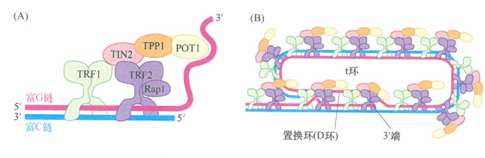 多种端粒特异性蛋白可以结合端粒DNA