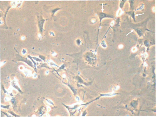 染色体端粒也会限制培养细胞的增殖能力