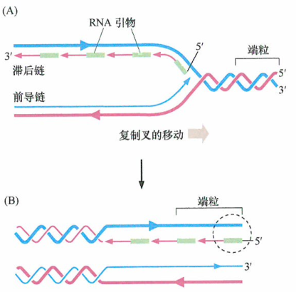 引物酶rna在引物完成起始dna延伸的使命后会被降解