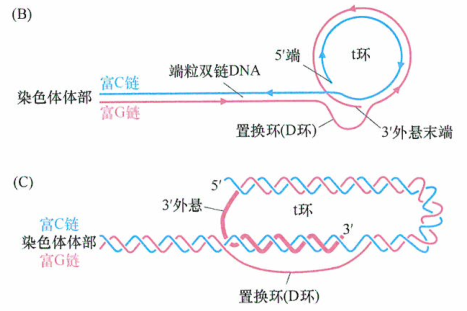 肿瘤细胞 端粒由重复的六核苷酸序列组成